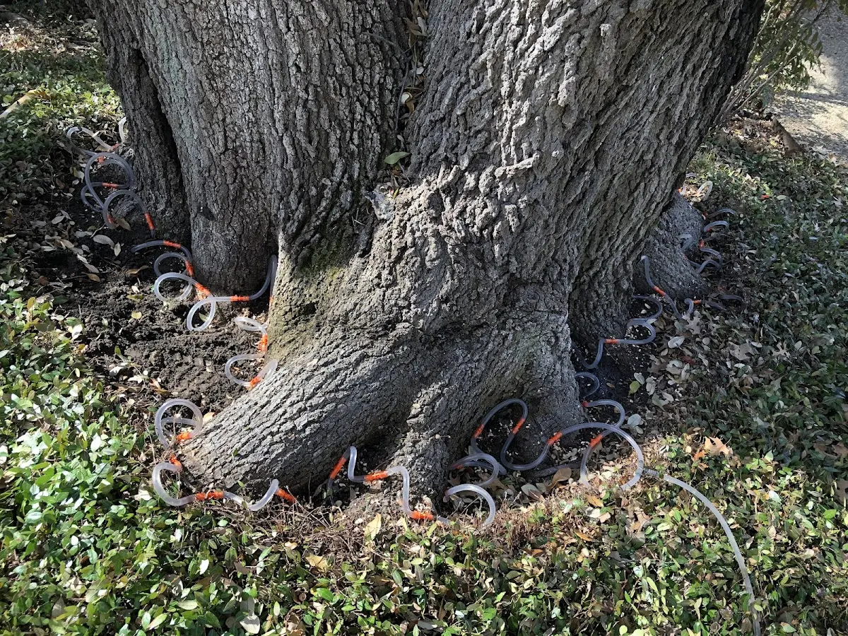 Detailed Tree Cabling and Bracing job site in Hannawa Falls