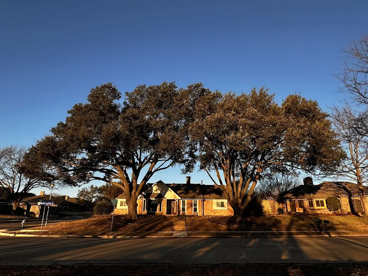 Established residential canopy tree shading a home in Hannawa Falls
